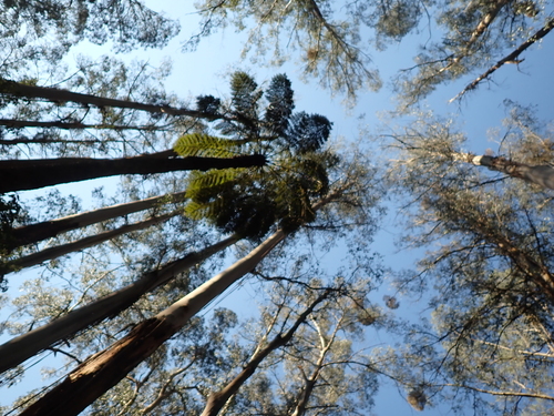 Eucalyptus regnans, photograph 5