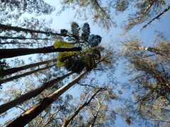 Eucalyptus regnans, photograph (c) Em Lamond, some rights reserved (CC BY)