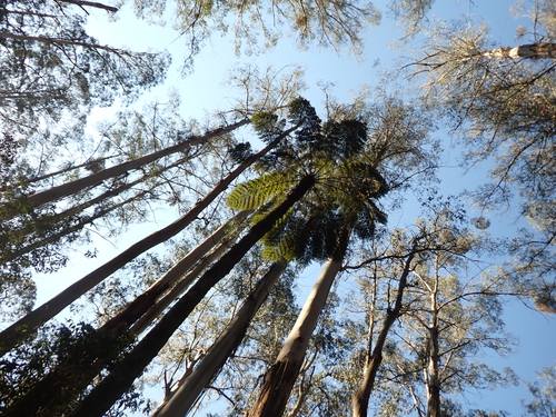 Eucalyptus regnans, photograph 4