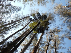 Eucalyptus regnans, photograph (c) Em Lamond, some rights reserved (CC BY)