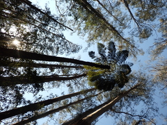 Eucalyptus regnans, photograph (c) Em Lamond, some rights reserved (CC BY)