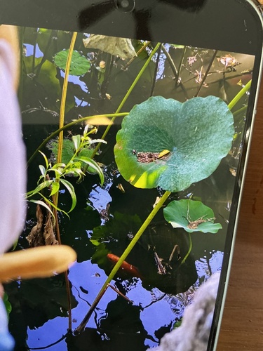Sacred Lotus