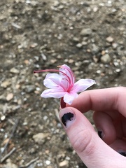 Rhododendron prinophyllum