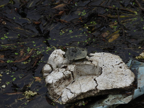 Pond Slider