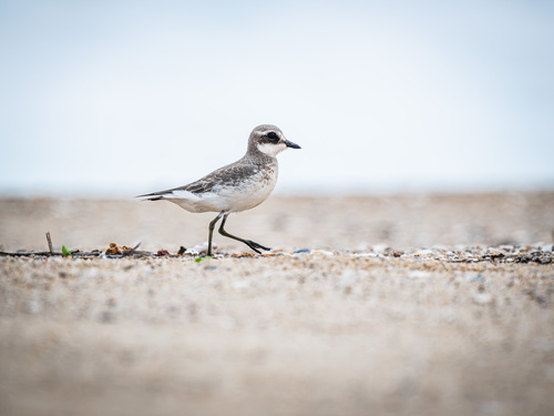 Siberian Sand-Plover