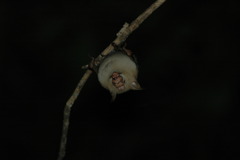 Macronycteris commersonii