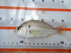 Leiostomus xanthurus