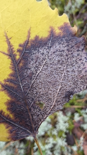 Titaeosporina tremulae