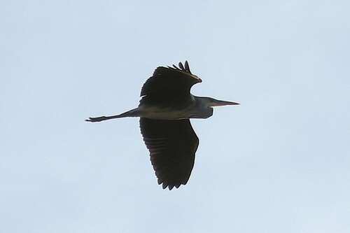 iNaturalist image