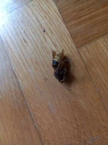 European Hornet