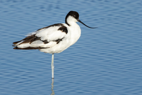 iNaturalist image