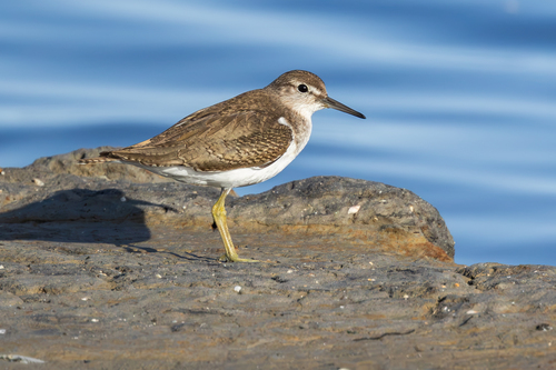 iNaturalist image