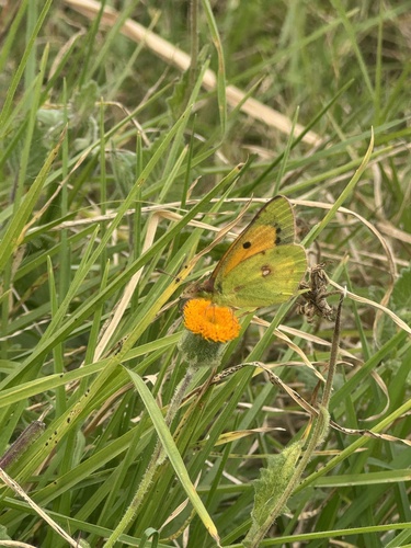 African Clouded Yellow