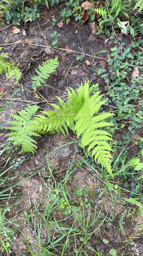 New York fern