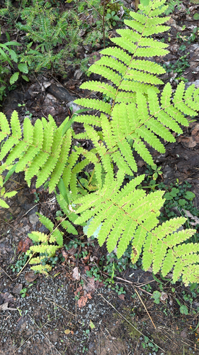 interrupted fern