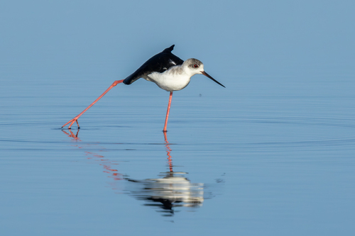iNaturalist: (c) Anaëlle FRANCIA, some rights reserved (CC BY-NC), uploaded by Anaëlle FRANCIA iNaturalist image