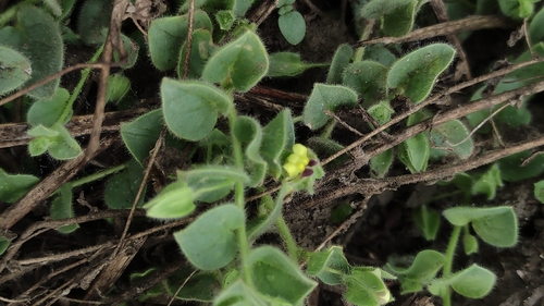 round-leaved fluellen