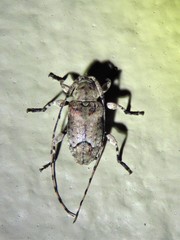 Sternidius mimeticus