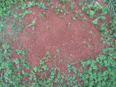 Solenopsis