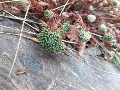 Rock Stonecrop