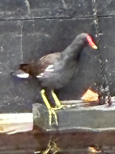 iNaturalist image