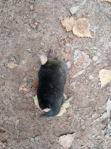European Mole