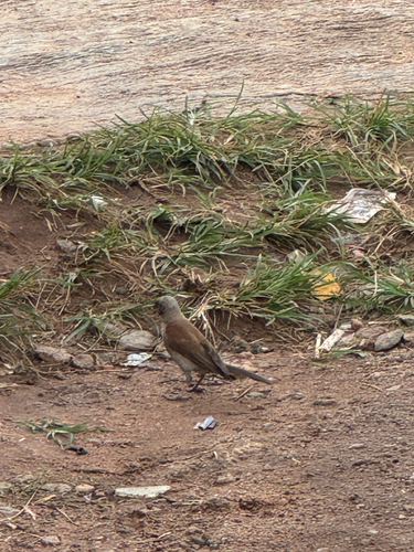 Northern Grey-headed Sparrow