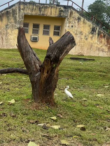 Western Cattle-Egret