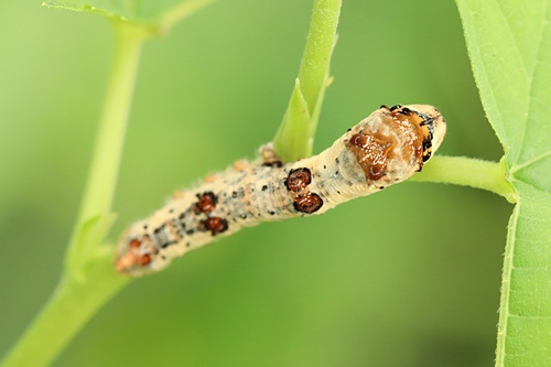 Wild Silkmoth
