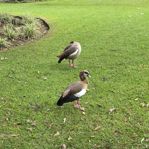 iNaturalist image