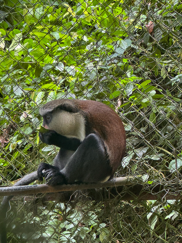 Mona Monkey