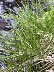 Carex deweyana
