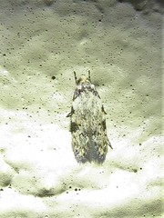 Taygete attributella