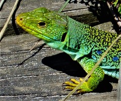 Timon lepidus ibericus