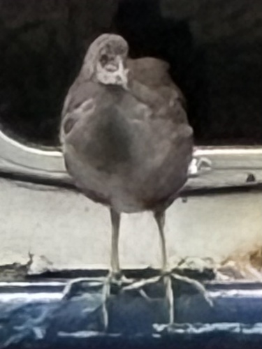 iNaturalist image