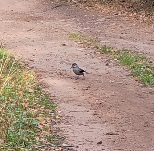 Northern Nutcracker