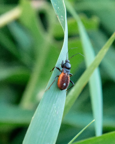 Peirates hybridus