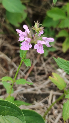 Marsh Woundwort