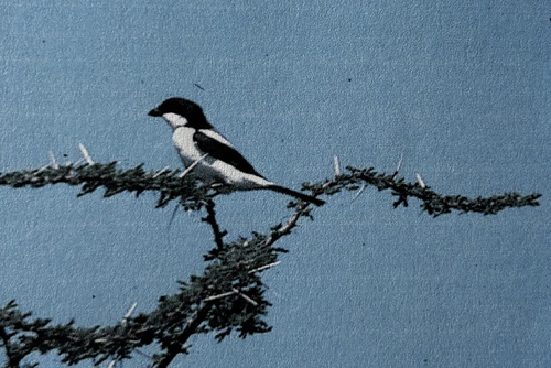 iNaturalist image