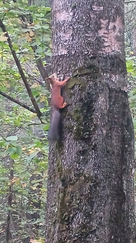 Eurasian Red Squirrel
