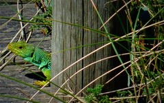 Timon lepidus ibericus