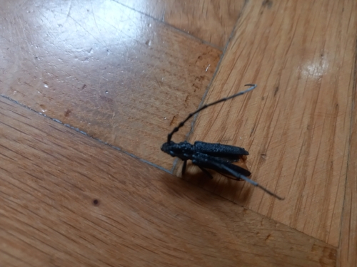 Capricorn beetle