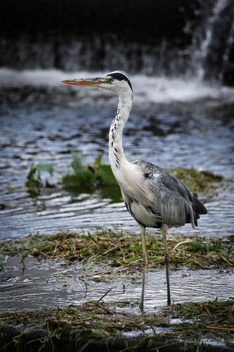 iNaturalist image
