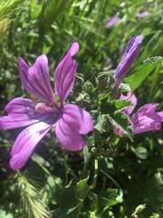 Malva sylvestris