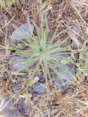 Centromadia fitchii