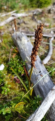 Gymnadenia conopsea observed 2026-08-27