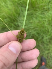 Carex unilateralis