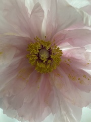 Paeonia × suffruticosa