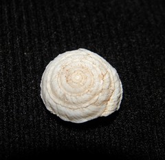 Discula tectiformis