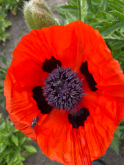 Papaver orientale